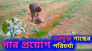 তরমুজ গাছের পরিচর্যা ও চাপান সার প্রয়োগ | তরমুজ চাষ পদ্ধতি