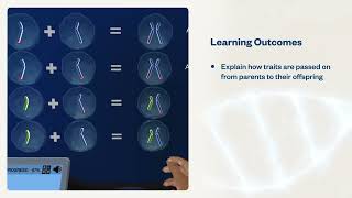 Meiosis: How is color blindness inherited? | Virtual Lab