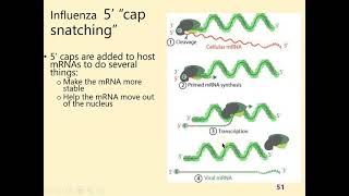 Lecture 6 part 5: influenza virus replication