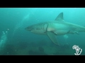 Great White Shark - Tofo, Mozambique