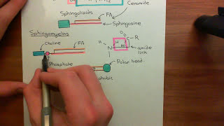 Atherosclerosis Part 3