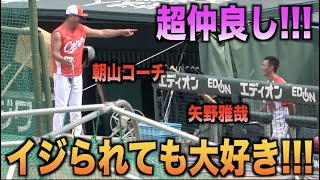 イジられながらも朝山コーチが大好きな矢野雅哉が可愛いwww