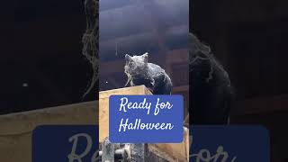 Cat ready for Halloween party 🎃 night. #kittten #reels 🐈🥰