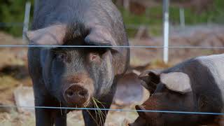 How to get pigs to grow their own pasture | Permaculture in action. Free Range Homestead Ep. 53