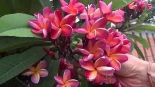 Hardy garden Tree-Plumeria Rubra