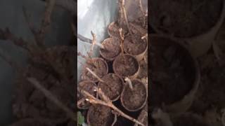 How to grow fig, citrus, paper shell pecan trees from cuttings P1.5 Cheap Mans Way