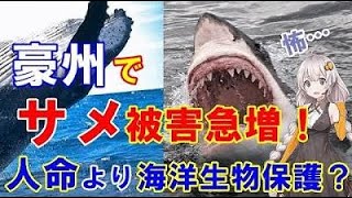 【海外の反応】衝撃！オーストラリアでサメ被害が急増！いきすぎた反捕鯨が原因か？ 「日本に聞けばいいんじゃ・・・？」【日本と世界の気になる話題】