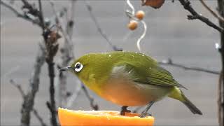 雪の中ミカンを食べるメジロ