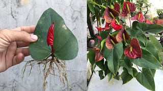 tips for extracting Anthurium flowers from leaves