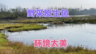 原生缸入闯缸鱼，野采青鱂的地方环境太美，见识真正的“原生缸”