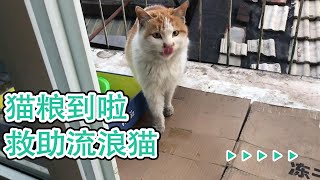 救助流浪猫丨小橘它们的猫粮终于到了，橘F4快把我的库存吃空了！【淋雨的蝎子】