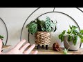 new year new full plant tour let s check in on every houseplant in my collection