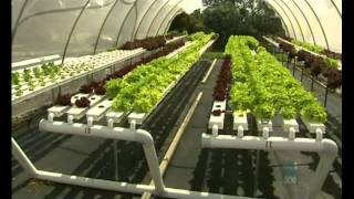 Aquaponics Report: Commercial Production with FISH, VEGE, RABBITS =True Integrated Farming