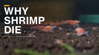 Unexplained shrimp losses what you need to know