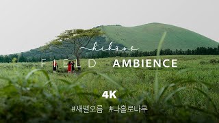 🎧 새별오름 나홀로나무 앞 힐링 | 4K 자연 힐링 ASMR 수면, 휴식, 자연 힐링 영상 | 제주도 새별오름 나홀로나무