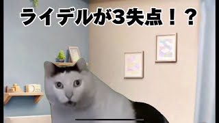 【中日】猫ミーム いろいろあった5月を振り返る中日ファン #猫ミーム #中日ドラゴンズ