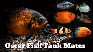 Top 12 Compatible Oscar Fish Tank Mates