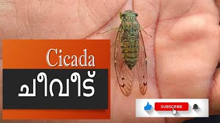 Cheevid | ചീവീട് | Cicada