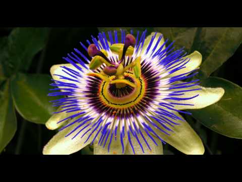 UHD Display Demo Material 4K - Good For High Quality Testing and Demos UHD Display Demo Material 4K - Good For High Quality Testing and Demos
