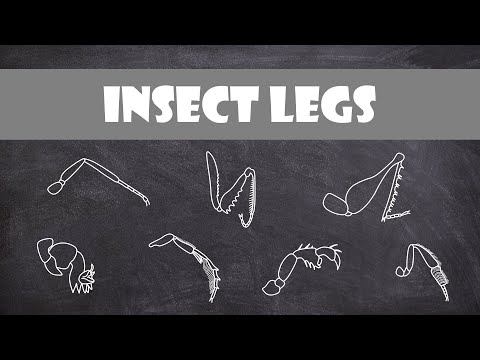 What insects have jointed legs?