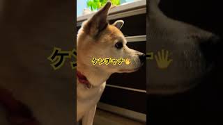 ココ　ケンチャナ🖐️に冷静な犬#保護犬との暮らし #癒し #癒されたい #可愛い #愛犬