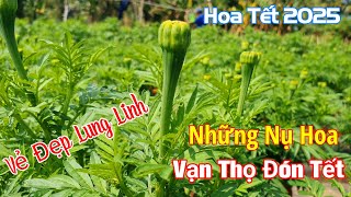 Hoa Vạn Thọ Chưng Tết 2025 Vườn Hoa Tại Quận Thốt Nốt Tp Cần Thơ