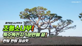 조형소나무! 특수목전지 5분만에 끝.. 한땀 한땀 / Tree pruning 013!