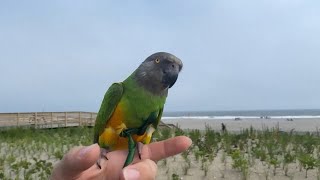 Kili Senegal Parrot Goes for a Walk on Long Beach