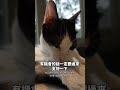 不一定會提供食物的貓咪咖啡廳 a cat cafe that may not provide food. 😮😮 貓咪咖啡廳 貓咪 輔大 貓奴 catlife 新北美食 新北甜點