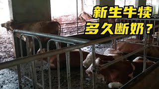 新生牛犊多久断奶？判断标准是什么？养牛场灵活管理效果不错