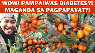 LIBRE ANG PINAKAMAHAL NA BERRY SA FINLAND! MEDICINAL at SUPER FOOD. FORAGING SEA BUCKTHORN BERRIES.