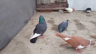 😲finally sabhi 🕊️ kabuter jaal me chunge aaj 👍#kabutar #viral #video #trending