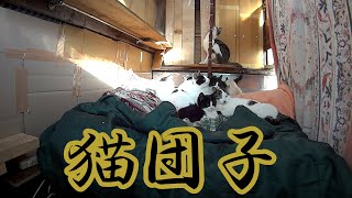 【野良猫動画】「猫達の寒い朝、猫団子」2020年12月16日 #猫 #野良猫 #猫成分補充 #保護猫 #猫カフェ #地域猫 #のらねこ #癒やし 【保護猫 外猫 地域猫】