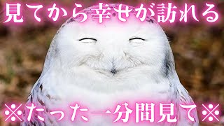 【幸せを呼び込む】たった一分間見ると幸せになる不思議な動画