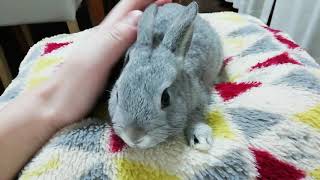 ミニうさぎをただなでるだけの動画: Just stroking Ruru, just stroking.....