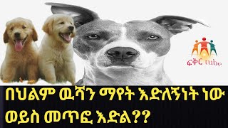 ውሻን በህልም ማየት አስገራሚ ፍቺዎች ከስነልቦና - ከባህላዊ የህልም ትርጉሞች