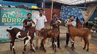 Big Goats Difference between Gujri Sirohi And Ajmera.