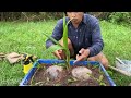 the best method of grafting and propagating coconut trees from fruit grafting coconut fruit