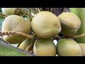 the best method of grafting and propagating coconut trees from fruit grafting coconut fruit