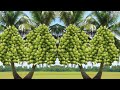 The best method of grafting and propagating coconut trees from fruit |  Grafting coconut  fruit