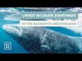 WILDLIFE HIGHLIGHTS 🦈 Tiger Sharks, Hammerheads, Humpbacks 🐋 Bazaruto Archipelago, Mozambique