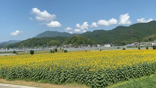 2021/07/14　梅雨明け？　五郎のひまわり畑　超満開です！　〜愛媛県大洲市〜