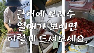 보리수열매 간단하게 먹는 방법(청,술X)