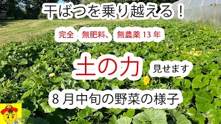 【自然栽培175】干ばつの中！土の力は凄いです！野菜達がすくすく育っております。その秘密は何かな？