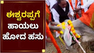 ಈಶ್ವರಪ್ಪಗೆ ಹಾಯಲು ಹೋದ ಹಸು ! | KS Eshwarappa | Shivamogga | NewsFirst Kannada