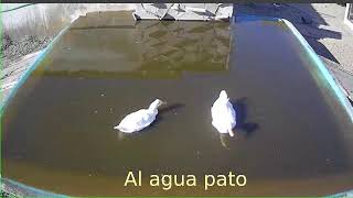 Al agua pato  - Duck to the water