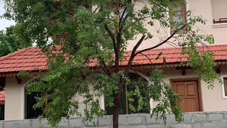 Sandal wood tree transplantation |Tree transplantation in Bangalore | Big sandalwood tree transplant