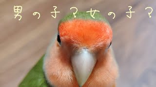 コザクラインコ抹茶の性別