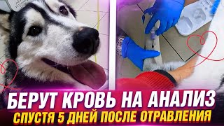 Хасе взяли анализы крови и отменили некоторые препараты🙏. В Ставе холодает, я приболела.