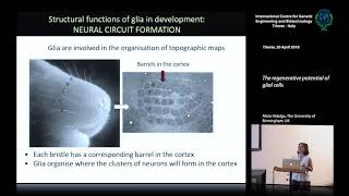 A. Hidalgo - The regenerative potential of glial cells